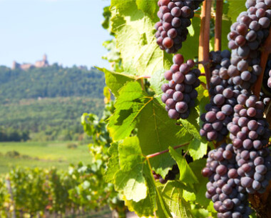 Vigne-Alsace